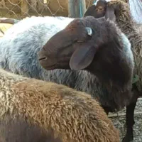 شیشک قوچ