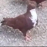 کفتر کرباتی یا ریش سرخ نرو ماده رنگ خون