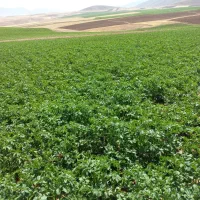 کارگر دائمی