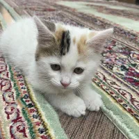 گربه|گربه|کرمان, |دیوار