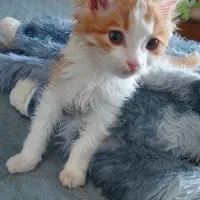 بچه گربه