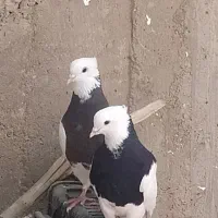 طوقی