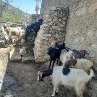 ۰۰۰|حیوانات مزرعه|یاسوج, |دیوار