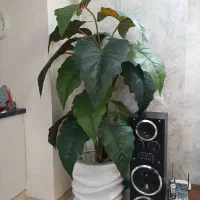 درخت بابا ادم۶
