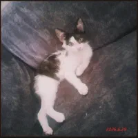 واگذاری گربه ماده