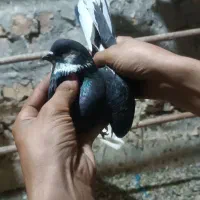 کفتر پرشی و طوقی