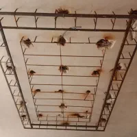 کاریابی