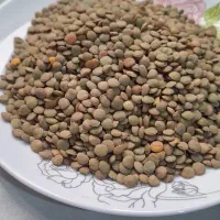 عدس|عمدهفروشی|گرمخان, |دیوار