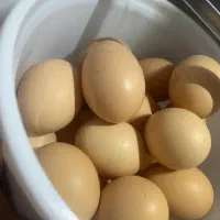 تخم مرغ رسمی و محلی