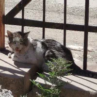 گربه