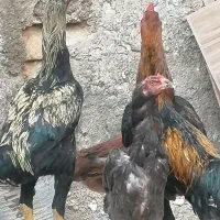 لاری