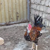 ۴ خروس اصل گلین جهت فروش یا معاوضه