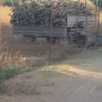 خرید وفروش انواع چوب درختان