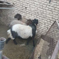 بره نر گوشتی پاک