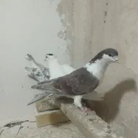 کفتر رنگه