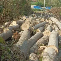 خرید چوبهای باغی صنوبر ومرکبات