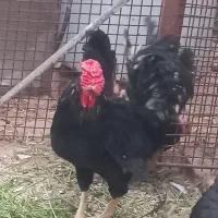 خروس مشکی مرغ سیاه گلین برهما