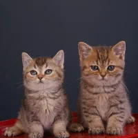 بچه گربه بریتیش تبی گلد و بلک گلد