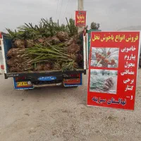 فروش انواع پاجوش نخل