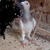 شامی تیغ سفید