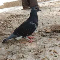کبوتر گرفتنی