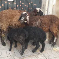 میش بره دار برهانربزرگ ۲راس قیمت همه باهم