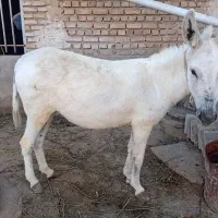 خر ماده ۴ ساله گلگی