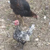 خروس