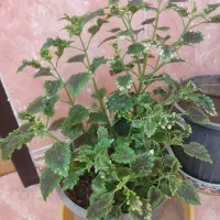 گل و گیاه خانگی