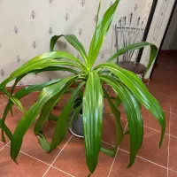 دو عدد گل موزی