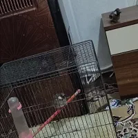 دست دوم مناسب پرنده