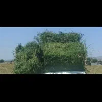 علوفه خشک قالبی(پرس یونجه)