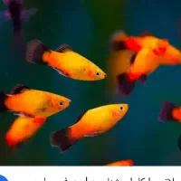 در مورد پلاتی اطلاعات دارین ممنون میشم پیام بدین