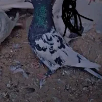 کـبوتـر