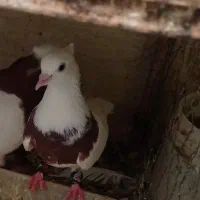 مایه طوقی جوان خوش ذات