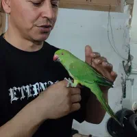 جوجه سرلاکی ودانه خور طوطی کوتوله ملنگو عروس