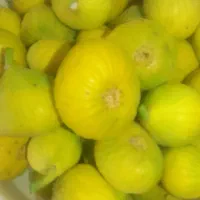 انجیر درشت و شیرین ب شرط تست