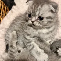 گربه بچه گربه توله گربه