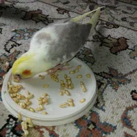 جوجه عروس هلندی سریلاکی بسیار زیبا