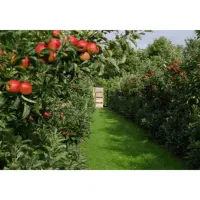 باغبان و گلکاری و هرس(باسمنج،تبریز،هروی)