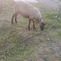گوسفند نژاد رومانف