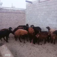 کاور میش قزل افشار بز قوچ