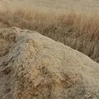 خرید وفروش کاه گندم ونخود