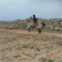 اسب رقاص