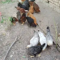 فریح