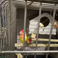 طوطی برزیلی