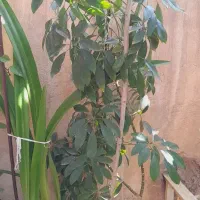 گل طبیعی