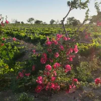 فروش-باغ-انگور-تاکستان