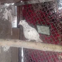 کبوتر|پرنده|زرند, |دیوار