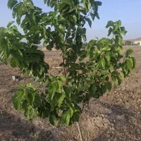 فروش-باغچه-در-روستایی-طینوج
